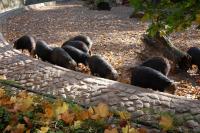 Imagine atasata: Zoo Berlin 0303.JPG